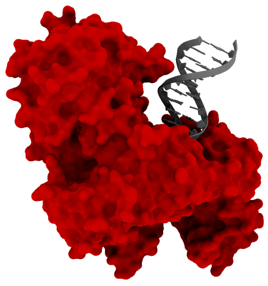 TargetEx Robust Bst Polymerase Lyo-Ready 5 mg/mL