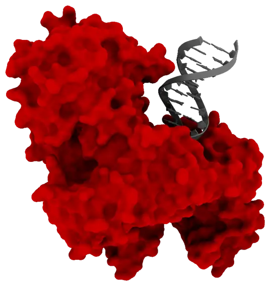 TargetEx Robust Bst Polymerase Lyo-Ready 5 mg/mL